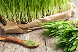 Barley and Wheat Grass