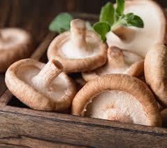 Shiitake Mushroom Extract