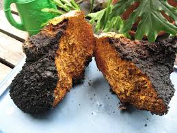 Strengthens Immune Defense and Reduces Oxidative Stress