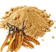 Cordyceps Sinensis Powder