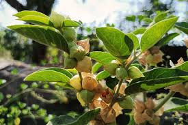 Ashwagandha and Panax