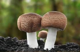 Himematsutake