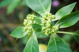 Enhances Energy, Digestion & Stress Management
