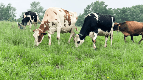 Can Grass Fed Eat Alfalfa ? - Supra Vita