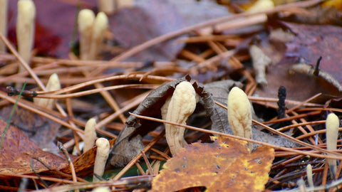 Do Cordyceps Increase Testosterone ? - Supra Vita