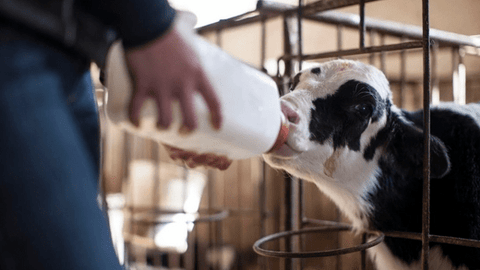 How Much Colostrum Will A Birth Cow Have In Liters ? - Supra Vita