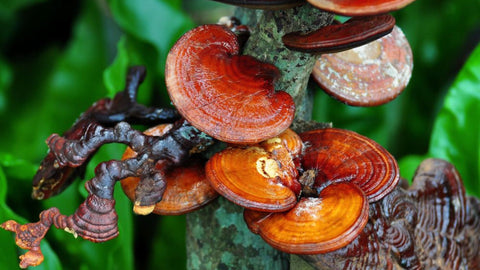 How To Prepare Reishi Mushroom ? - Supra Vita