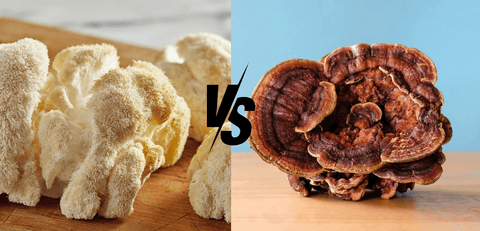 Lion’s Mane vs. Reishi : Which Mushroom Supplement Is Right for You ? - Supra Vita