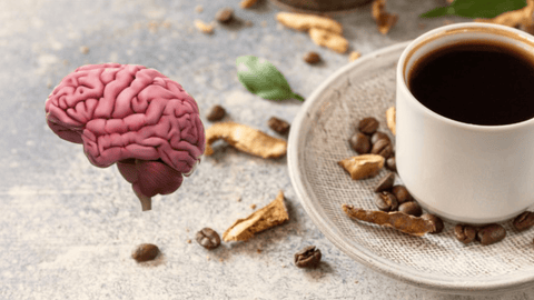 What Are Adaptogens And Nootropics ? - Supra Vita