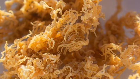 What Are The 92 Minerals In Sea Moss ? - Supra Vita